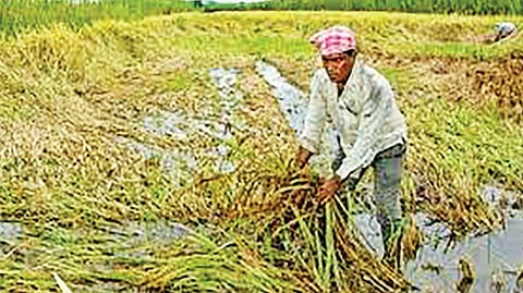 crop loss compensation