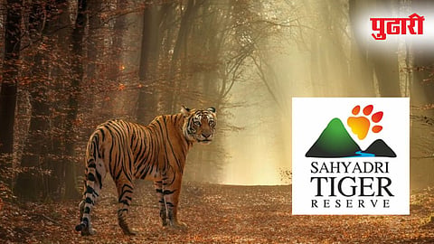 Tiger Migration