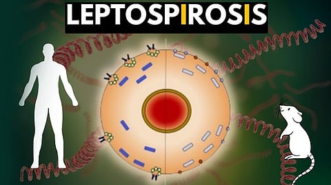 Leptospirosis disease