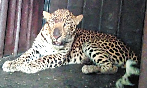 leopard rescue Nashik