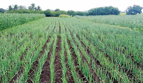 Onion Crop Damage