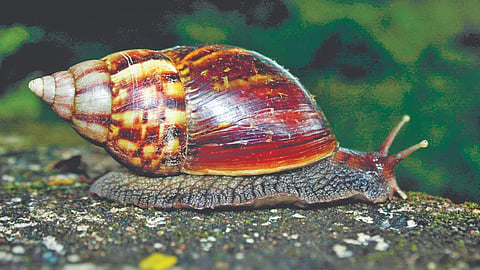 Pinguli Wildlife 