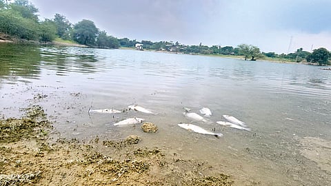 दूषित पाण्याने तलावात माशांचा मृत्यू