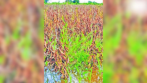 Jalna Rain