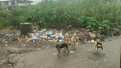 Rising stray dog problem