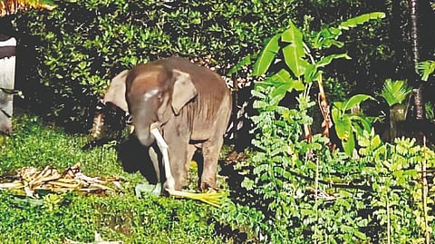 Wildlife Protection 