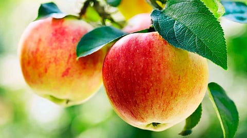 Apple Crop Loss