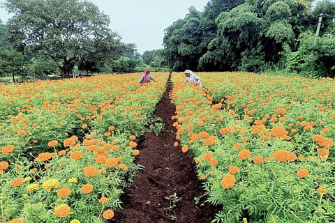 Flower Rate