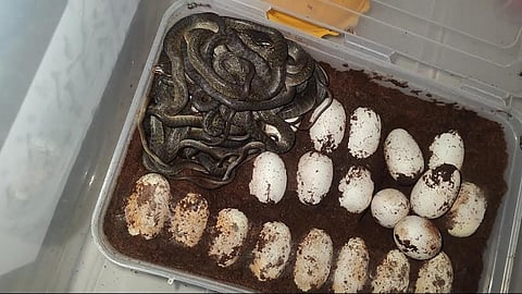 Dhaman snake egg