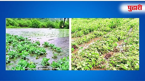 जालना : जामवाडी तलाव ओव्हरफ्लो झाल्याने सांडव्याचे पाणी शेतात घुसल्याने भाजीपाल्याचे मोठ्या प्रमाणात नुकसान झाले आहे.