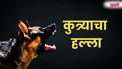 Rabid Dog Attack Pune
