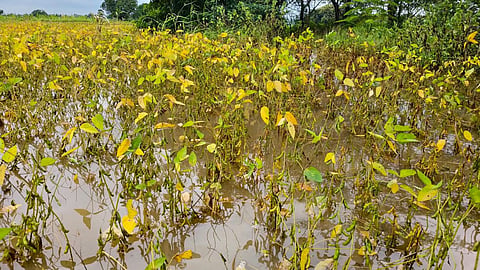 Dharashiv Rainfall Average  