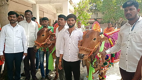 Kundkar Pimpiri bullock pair protest  