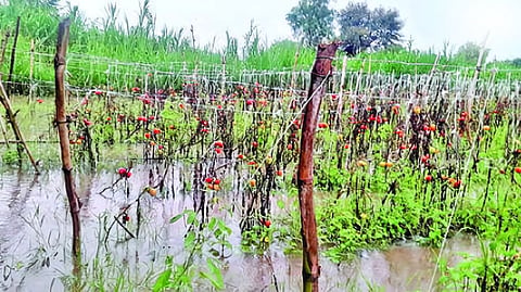 Kharif crops damaged