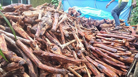 Khair wood smuggling