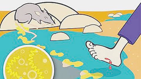 Leptospirosis cases Konkan 