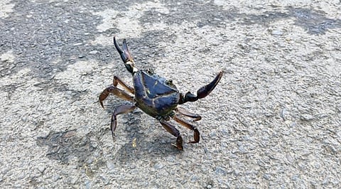 Crabs on Road