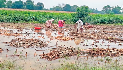 Onion Crops Damage