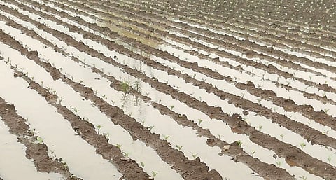 Manchar Crop Damage