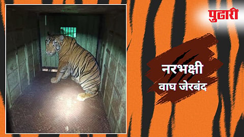 Man Eater Tiger Captured 