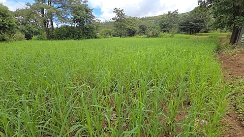 Satara Kusumbi Nachni Farming 