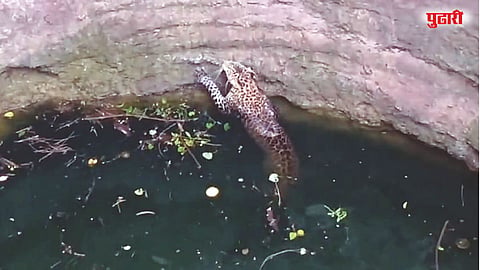 Leopard rescue Rahuri