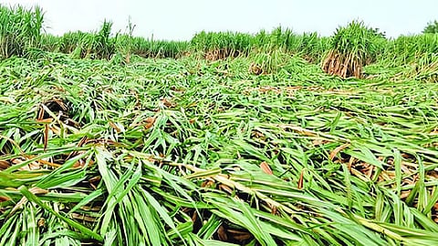 Sugarcane
