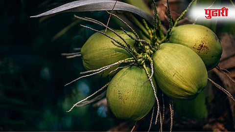 Maharashtra Coconut Production