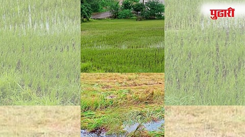 Wet Drought in Shahapur  |  शहापुरात ओला दुष्काळ सदृश परिस्थिती
