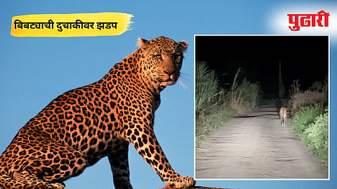 Leopard Attack 