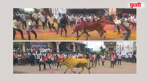 Talegaon Bailpola Festival