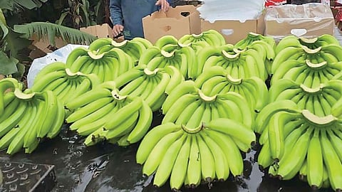 Banana Price Drop