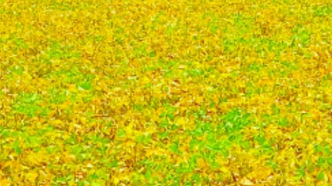 Yellow Mozenk 
