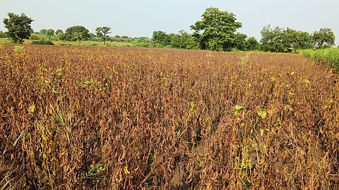 Hingoli crop damage 