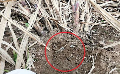 Crop Damage