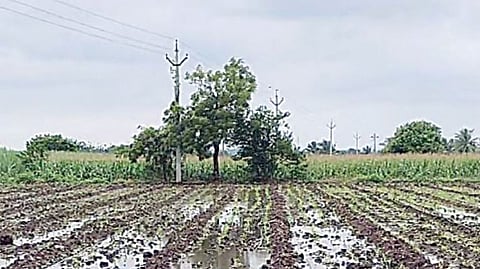 Maize Crop Damage
