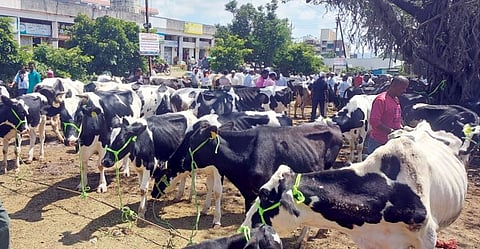 Alephata Cow Market