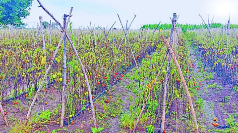 Tomato Crop Loss