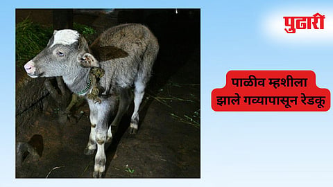 Pune News 