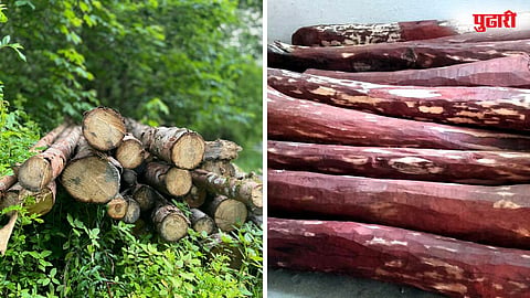 Sandalwood tree theft kurkumb
