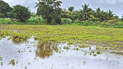 Solapur flood news