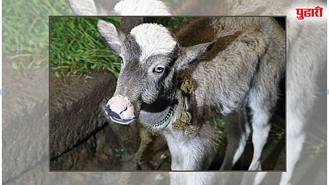 Rare Hybrid Calf
