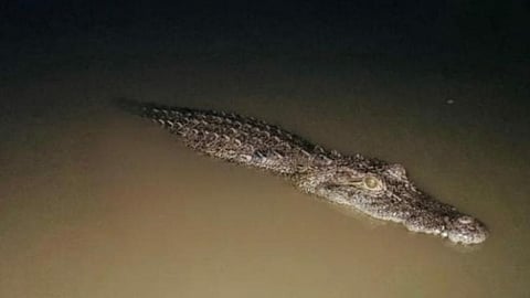Manur village crocodile sighting 