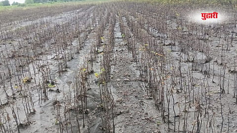 Marathwada Farmers