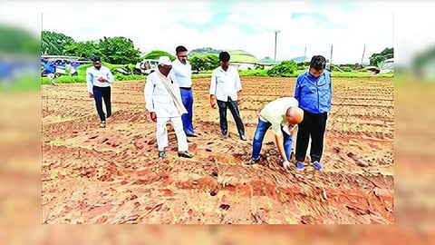 Onion crop damage