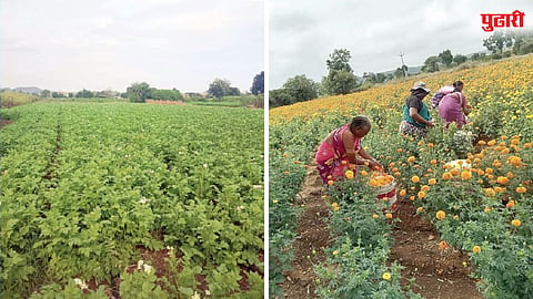 Ambegaon Potato Marigold Harvest