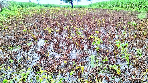 Jalna Rain