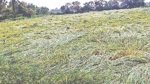 rice crop damage 