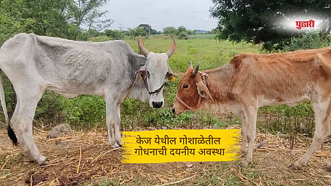 Beed news