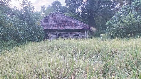 crop damage rain